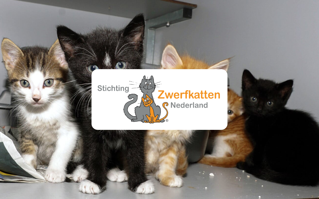 Stichting Zwerfkatten