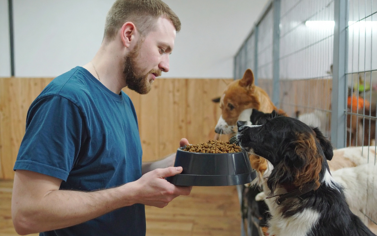Verbeter het leven van huisdieren